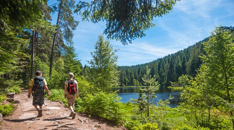 Die schönsten Wanderwege entdecken Wandern durch den uralten Schwarzwald mit alten Bäumen und Schluchten