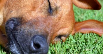 Urlaub mit Hund: an der Nordsee werden Hund und Herrchen glücklich