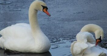 Winterurlaub am Bodensee: Skiurlaub für Genießer