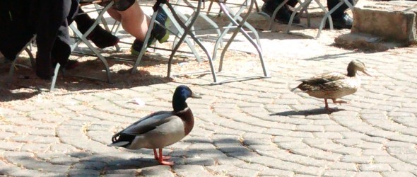 Weitere zweibeinige Gäste im Koblenzer Weindorf