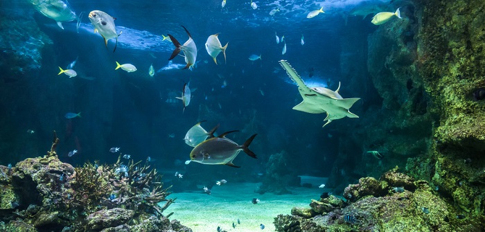 Das Aquarium in Hamburg – Erlebnisse für die ganze Familie
