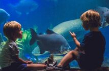 Aquarium in Hamburg – das darf man sich nicht entgehen lassen