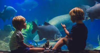 Aquarium in Hamburg – das darf man sich nicht entgehen lassen