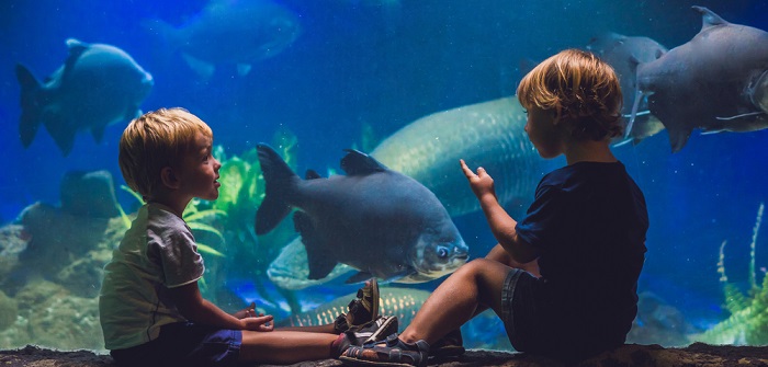 Aquarium in Hamburg – das darf man sich nicht entgehen lassen