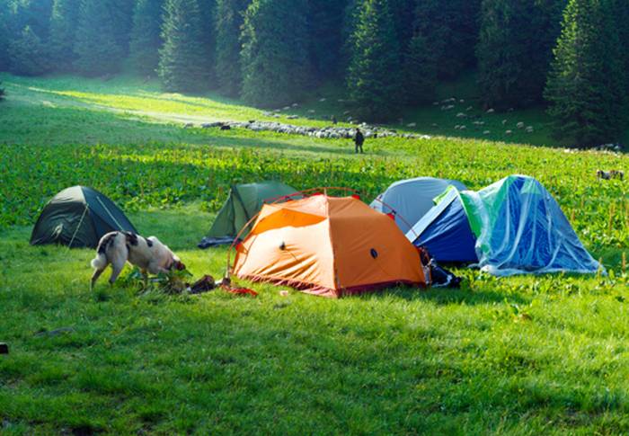 Campingplätze sind ebenfalls ein tolles Reiseziel mit dem Hund. (Foto: shutterstock - Roman Mikhailiuk)