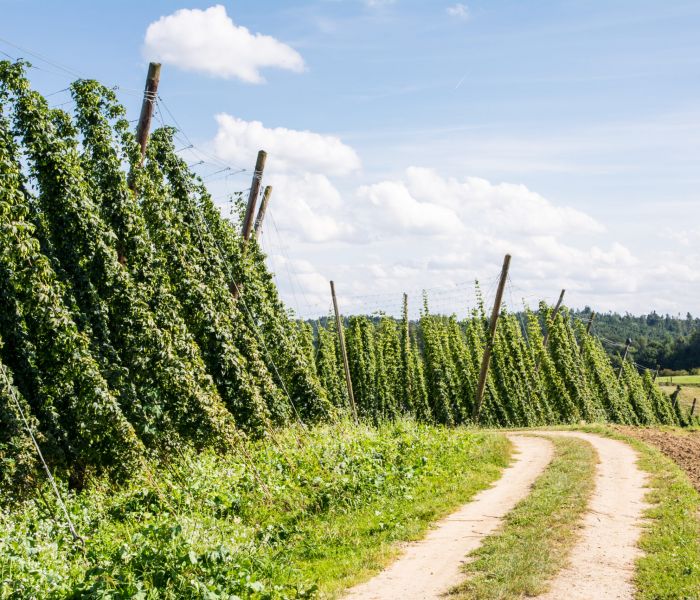 Hopfen und mehr: Die Hollertau hat für jeden etwas zu bieten! (Foto: AdobeStock - manfredxy 70356178)