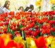Balingens Gartenschau startet am 5. Mai 2023 (Foto: AdobeStock - DifferR 139214452)