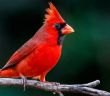 Neue Daten zur Gartenvogelzählung 2023 verfügbar (Foto: AdobeStock - Buddy Woods 407968839)