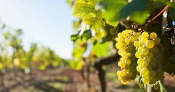 Frische Weinlese in Sachsen beginnt: Hoffnung auf Spitzenjahrgang Erste Trauben geerntet: Aussichten für exzellenten Jahrgang (Foto: AdobeStock - Thierry RYO 122436641)