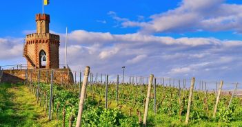 Winzer in Rheinhessen und der Pfalz meistern Herausforderungen der Weinernte Weinernte in Rheinhessen und der Pfalz enttäuscht (Foto: AdobeStock - Firn 331419825)